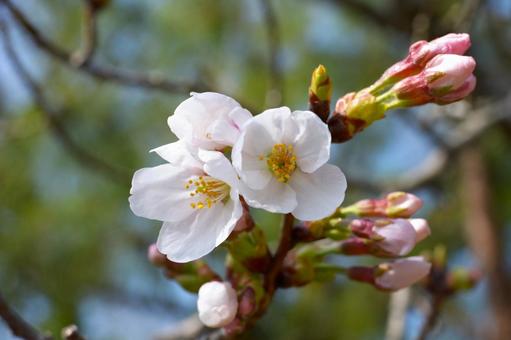 桜咲く春 桜咲く春の写真
