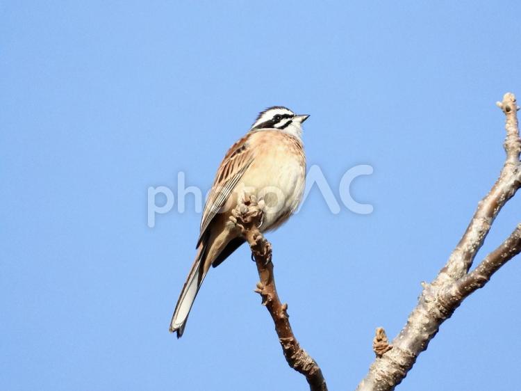 枝の先端につかまるホオジロ 鳥,野鳥,ホオジロの写真素材
