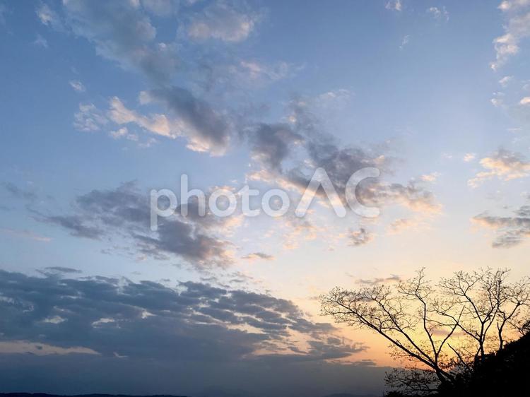 木のシルエットと夕焼け空 自然,風景,空の写真素材