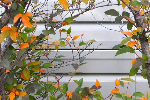 秋の庭　紅葉 秋,庭,ガーデニングの写真素材