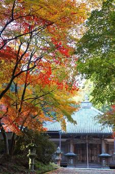 モミジに囲まれた寺院の本堂 紅葉,モミジ,西林寺の写真素材