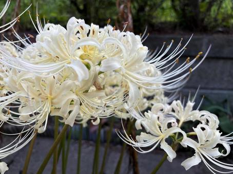街中の白い彼岸花 アップ 街中の白い彼岸花 アップ 彼岸花,ヒガンバナ,花の写真素材