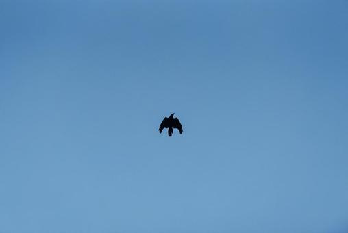 大空を優雅に舞うカラス カラス,crow,野鳥の写真素材