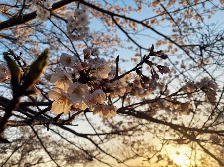 夕陽を浴びる桜 夕陽を浴びる桜の写真