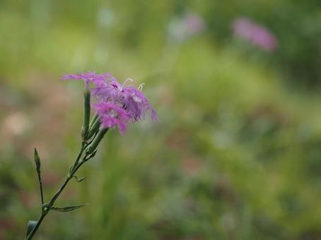 山野草・タカネナデシコ 山野草・タカネナデシコの写真