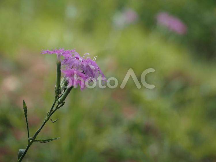 山野草・タカネナデシコ タカネナデシコ,ナデシコ,撫子の写真素材