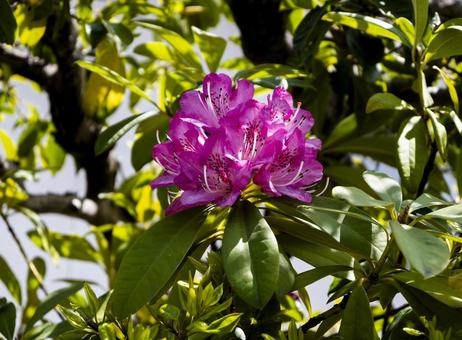 Rhododendron, JPG Rhododendron, JPG