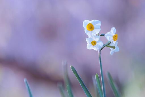 白い水仙の花 白い水仙の花 スイセン,花,水仙の写真素材