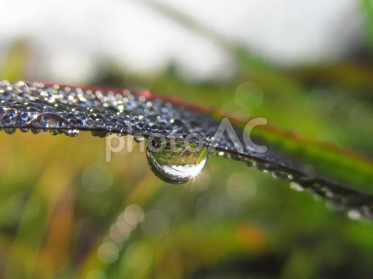 水滴と緑葉と朝の光Water drops 水滴,すいてき,waterの写真素材