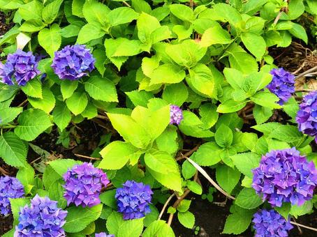 紫陽花(アジサイ) 紫 紫陽花(アジサイ) 紫 アジサイ,紫,花の写真素材