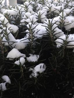積もった雪 積もった雪 雪,冬,白の写真素材