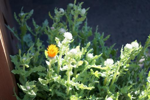 オレンジ色の花とつぼみのある植物 オレンジ色の花とつぼみのある植物の写真