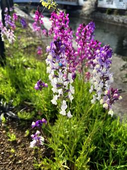 Photo, linaria maroccana, flower, spring flower, 