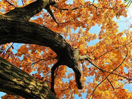 紅葉 紅葉の写真