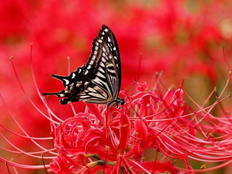 彼岸花とアゲハ蝶 彼岸花,ヒガンバナ,アゲハ蝶の写真素材