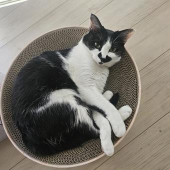 ガリガリに入っているハチワレ妹猫 ガリガリに入っているハチワレ妹猫 ねこ,ネコ,ペットの写真素材