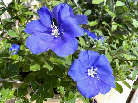 アメリカンブルー接写 アメリカンブルー,花,夏の写真素材