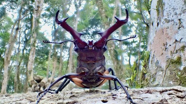 台湾のミヤマクワガタ クワガタムシ,ミヤマクワガタ,台湾の写真素材