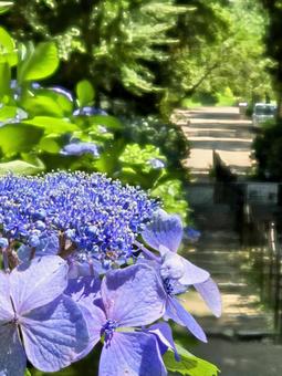 アジサイと長い階段 アジサイと長い階段 紫陽花,アジサイ,初夏の写真素材