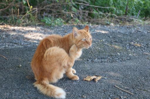 茶トラのノラ猫 茶トラのノラ猫の写真