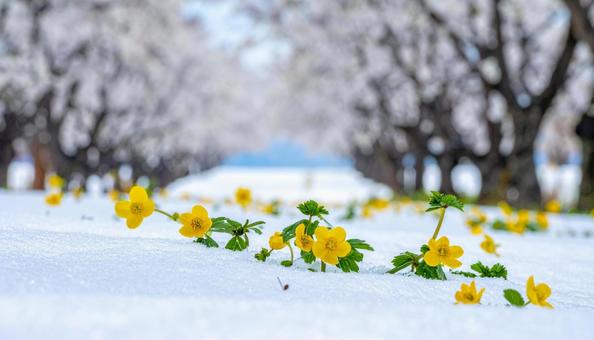 梅園の林下で雪の間に咲く福寿草の花 梅園の林下で雪の間に咲く福寿草の花の写真