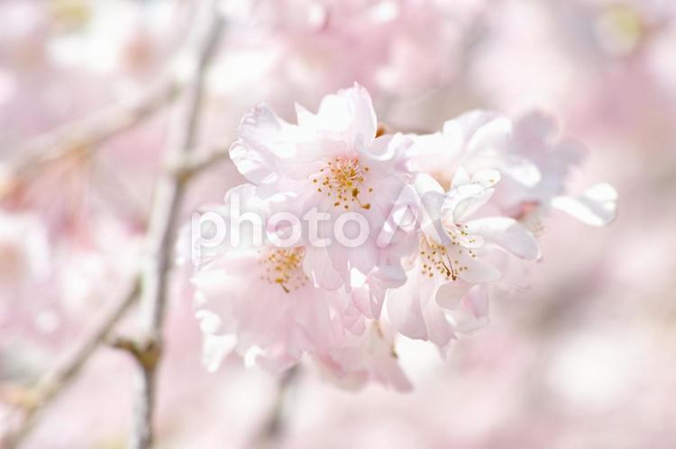 2024姫路城と桜70 サクラ,姫路城,花の写真素材