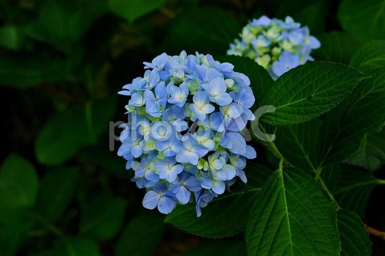 青いアジサイの夢 アジサイ,紫陽花,青の写真素材