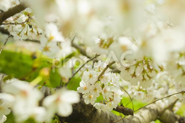桜　イメージ 春,花,桜の写真素材