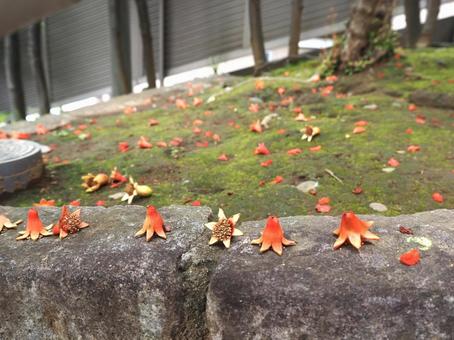 ザクロの花 花,ザクロ,柘榴の写真素材