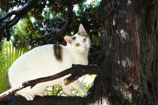 木の枝に乗り見つめるシロキジ猫 木の枝に乗り見つめるシロキジ猫の写真