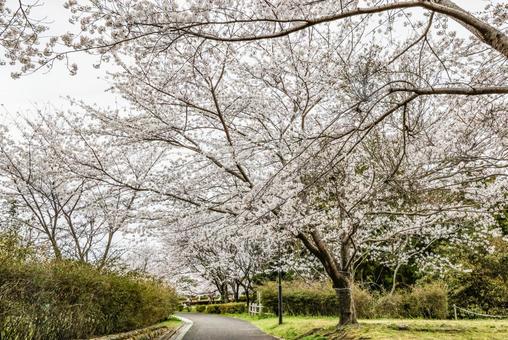 Photo, cherry blossoms, cherry, sakura, 