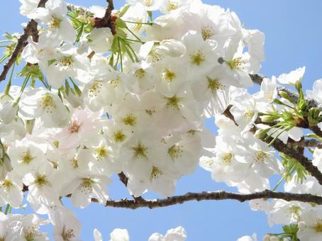 桜 桜 桜,花,お花見の写真素材
