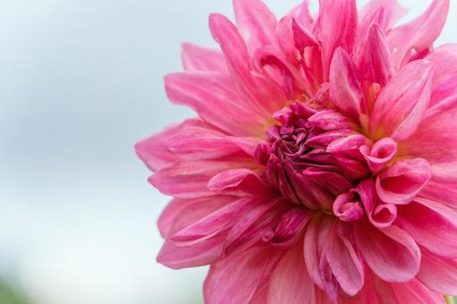 鮮やかなピンクのダリアの花 鮮やかなピンクのダリアの花の写真