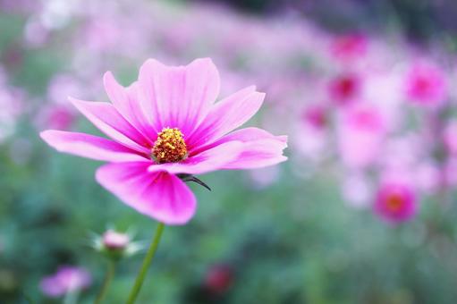 満開のピンクのコスモス 満開のピンクのコスモス コスモス,秋,花の写真素材
