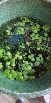 水草 水草の写真