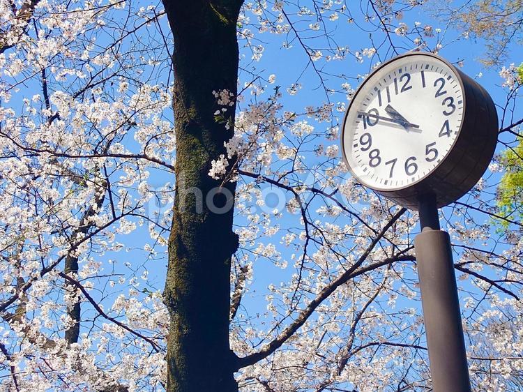 井の頭公園の時計台と桜 井の頭恩賜公園,井の頭公園,公園の写真素材