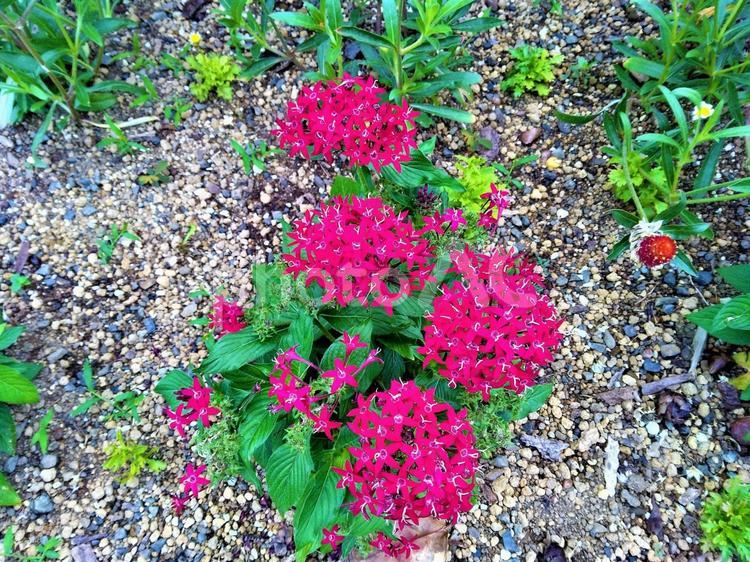 かんかん日照りの中の　赤いペンタスの花 花,赤い花,赤の写真素材