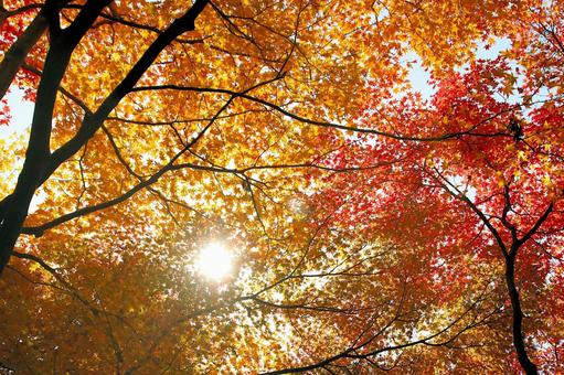 湖東三山 金剛輪寺紅葉と秋の陽射し 湖東三山 金剛輪寺紅葉と秋の陽射し 紅葉,秋,金剛輪寺の写真素材