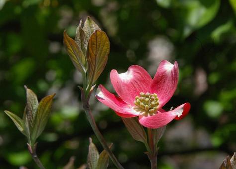 アメリカヤマボウシ アメリカヤマボウシ,亜米利加山法師,ハナミズキの写真素材
