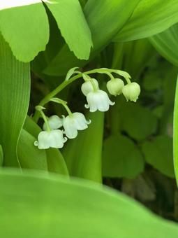 Lily of the valley, JPG