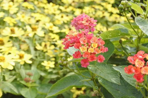 ランタナ①の写真