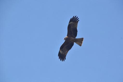大空を飛ぶトビ 大空を飛ぶトビの写真