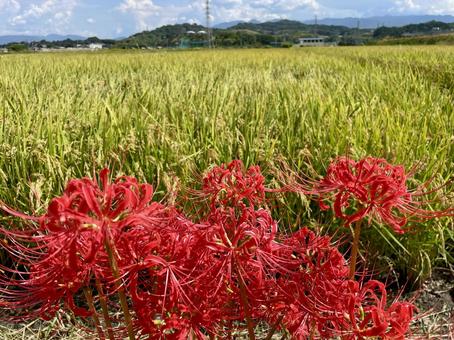 彼岸花と稲穂 彼岸花と稲穂 彼岸花,曼殊沙華,花の写真素材
