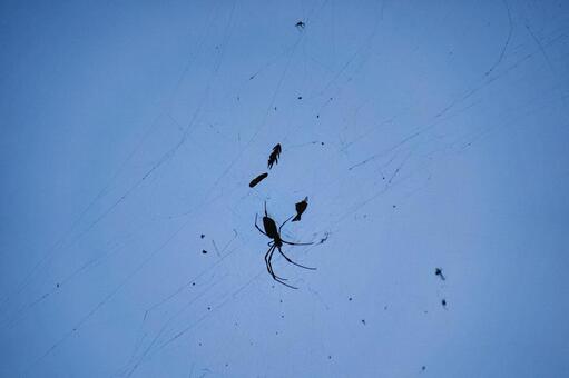 空中の蜘蛛と蜘蛛の巣にかかった虫 空中,青空,蜘蛛の写真素材