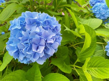 紫陽花の写真
