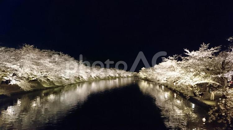 弘前公園の夜桜 弘前公園,桜,弘前公園の桜の写真素材