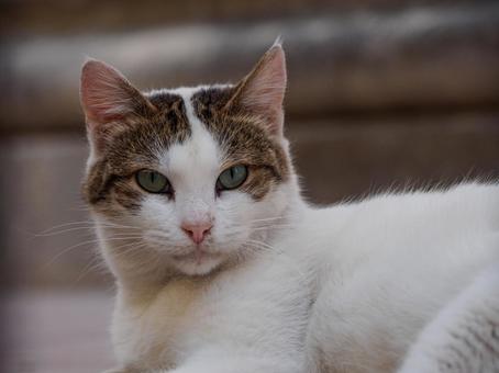 Staring Cat, JPG