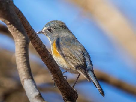 枝にとまるルリビタキ ルリビタキ,野鳥,鳥の写真素材