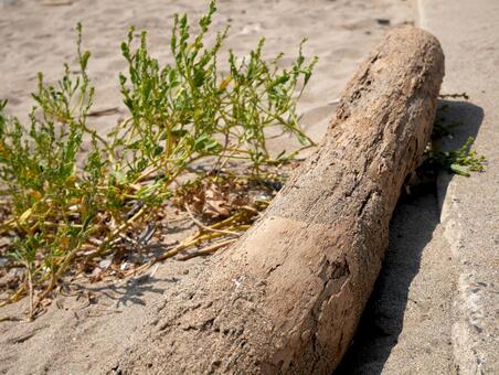 砂浜の流木の写真