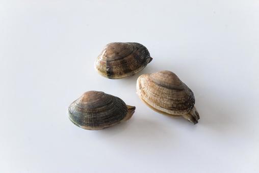 アサリ アサリ アサリ,貝,貝がらの写真素材
